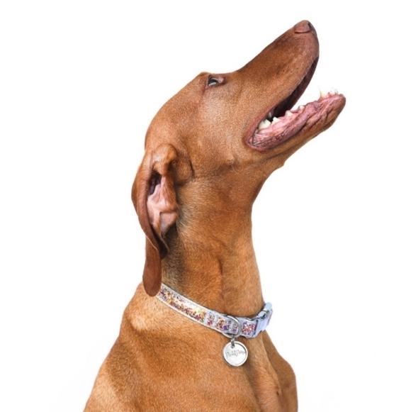 Packed Party Fashion Throw Confetti Glitter Silver Dog Cat Pet Collar Size XS - Picture 11 of 12